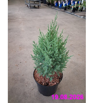 Juniperus chin. 'Stricta' C 2,5 L